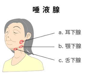 唾液腺の図解